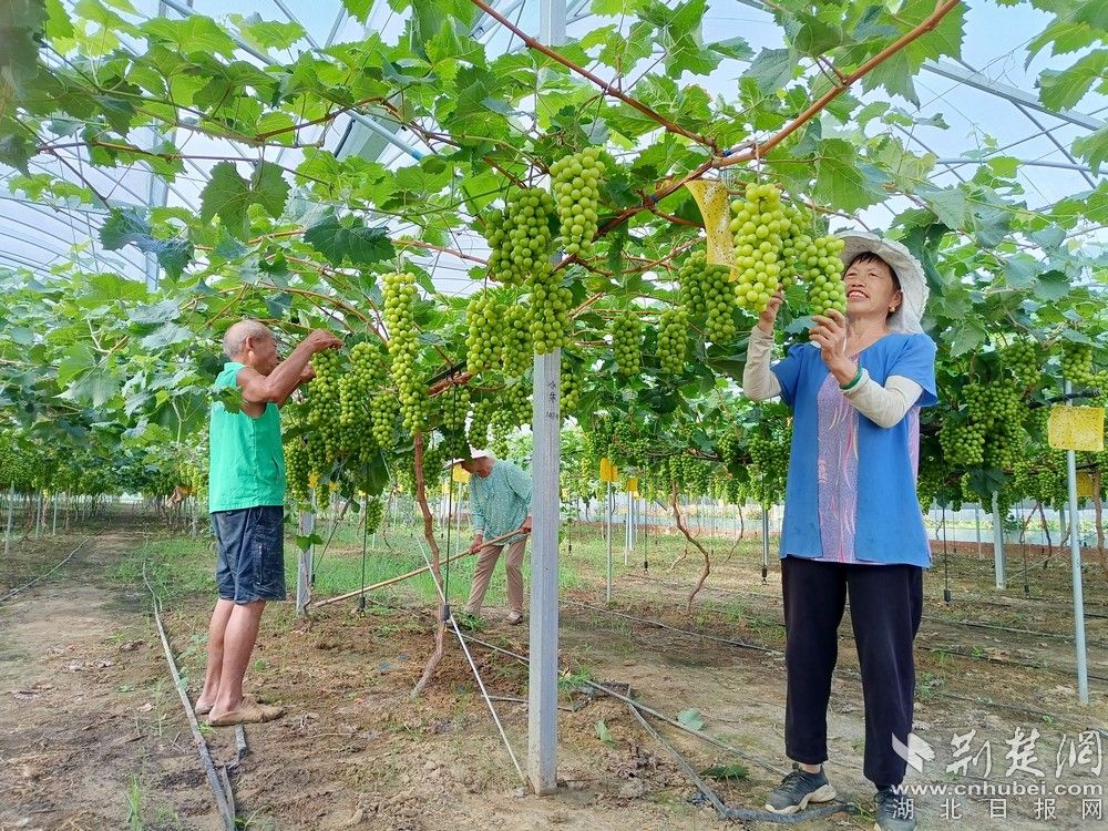 西王村陽光玫瑰葡萄園。通訊員 程愛華 攝.jpg.jpg