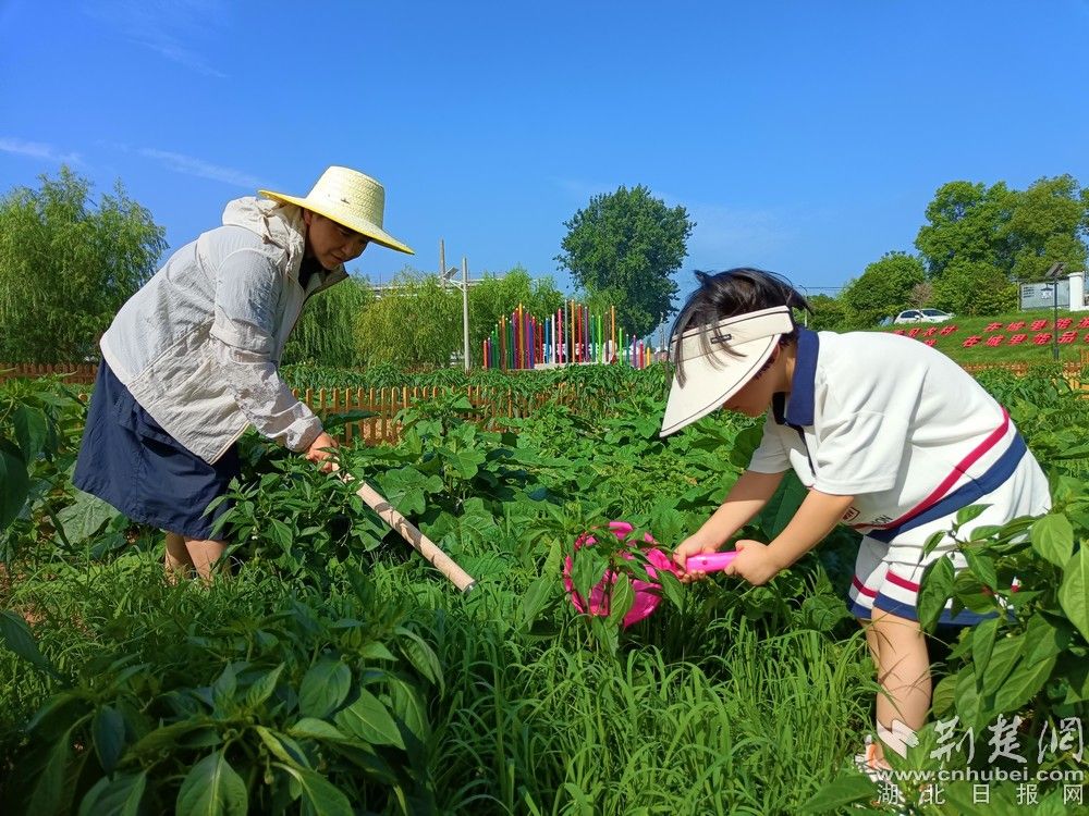 市民帶孩子在共享菜園里鋤草、澆水。通訊員 程愛華 攝.jpg.jpg