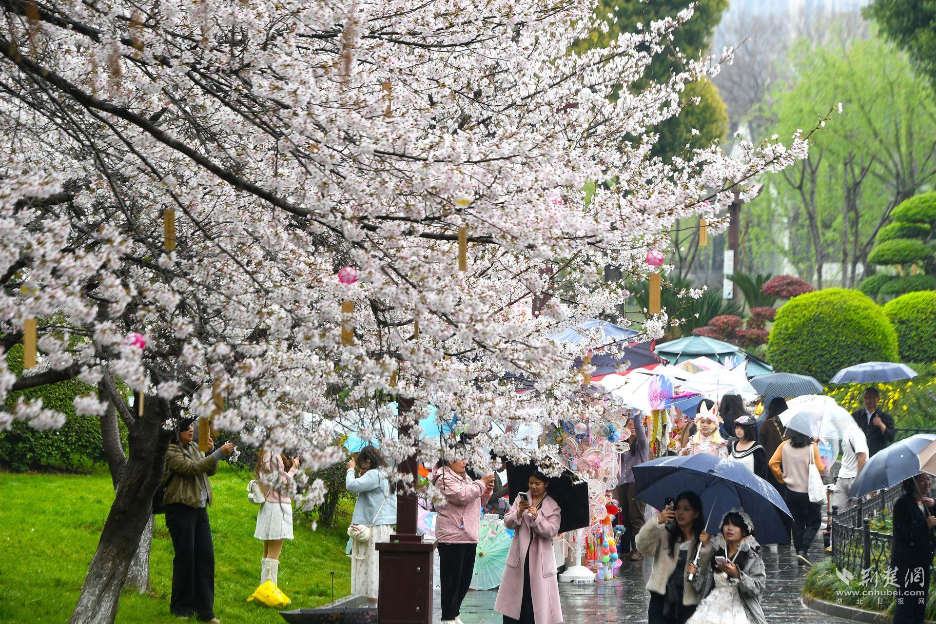 市民在堤角公園雨中賞櫻，1300余株櫻花按花期分為早、中、晚三期，紅粉白綠四色交織，花期可持續(xù)至四月上旬，游客總能找到心頭好.j